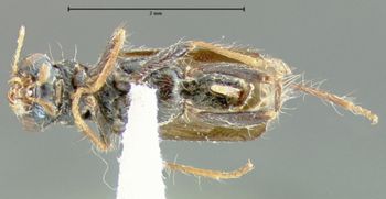 Media type: image;   Entomology 33384 Aspect: habitus ventral view